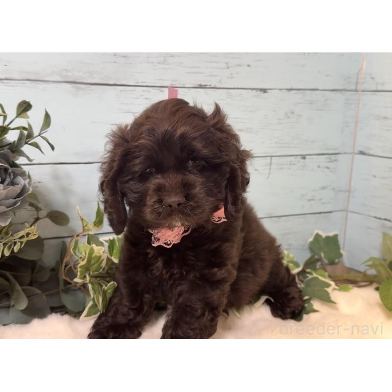 販売中の埼玉県のアメリカンコッカースパニエル-436064の4枚目