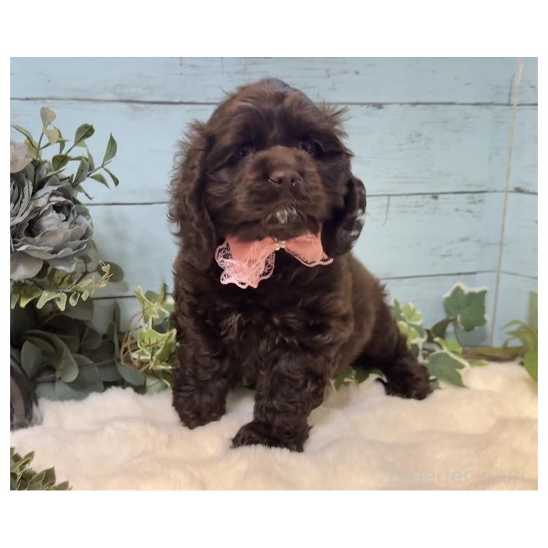 販売中の埼玉県のアメリカンコッカースパニエル-436064の2枚目