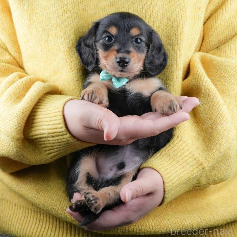 販売中の静岡県のミニチュアダックスフンド(ロングヘアード)-436096