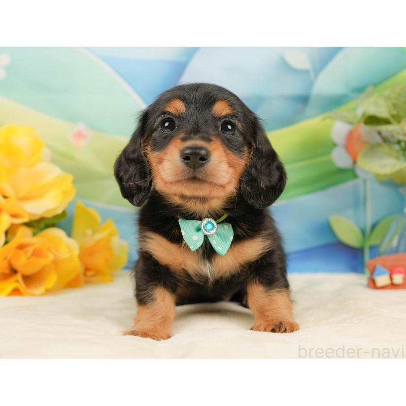 販売中の静岡県のミニチュアダックスフンド(ロングヘアード)-436096の13枚目