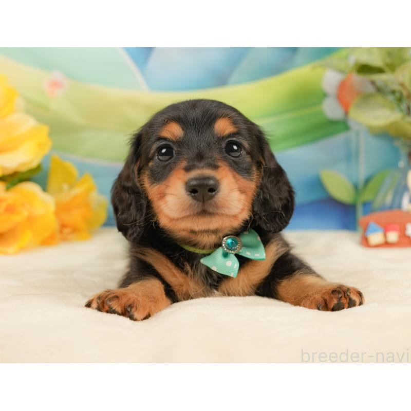 販売中の静岡県のミニチュアダックスフンド(ロングヘアード)-436096の12枚目