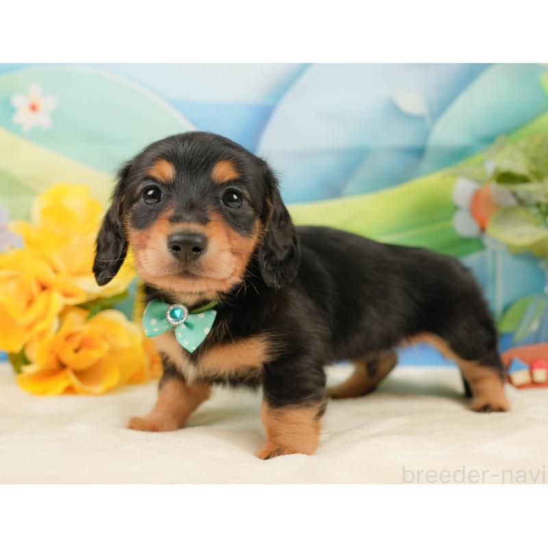 販売中の静岡県のミニチュアダックスフンド(ロングヘアード)-436096の11枚目