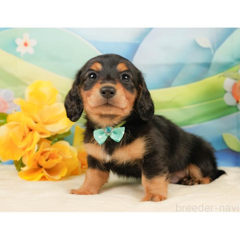 販売中の静岡県のミニチュアダックスフンド(ロングヘアード)-436096の10枚目