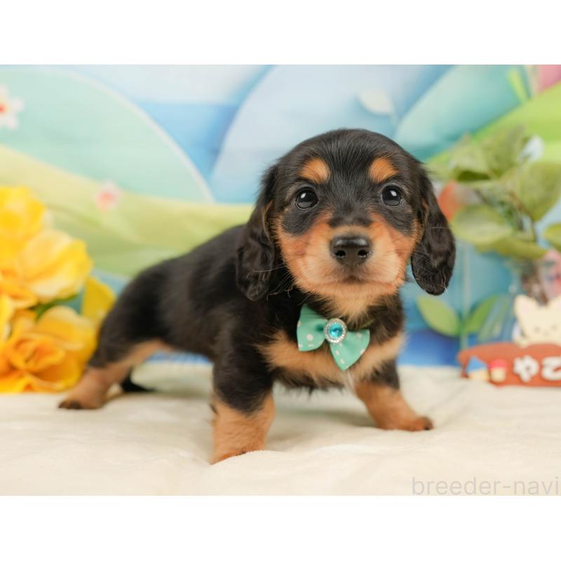 販売中の静岡県のミニチュアダックスフンド(ロングヘアード)-436096の9枚目