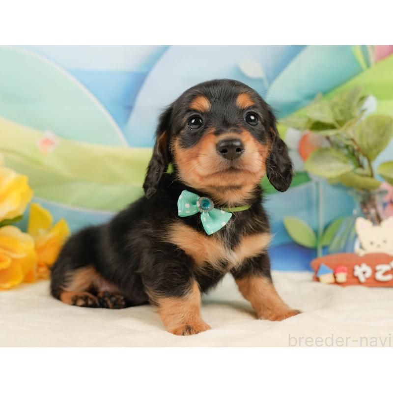 販売中の静岡県のミニチュアダックスフンド(ロングヘアード)-436096の8枚目