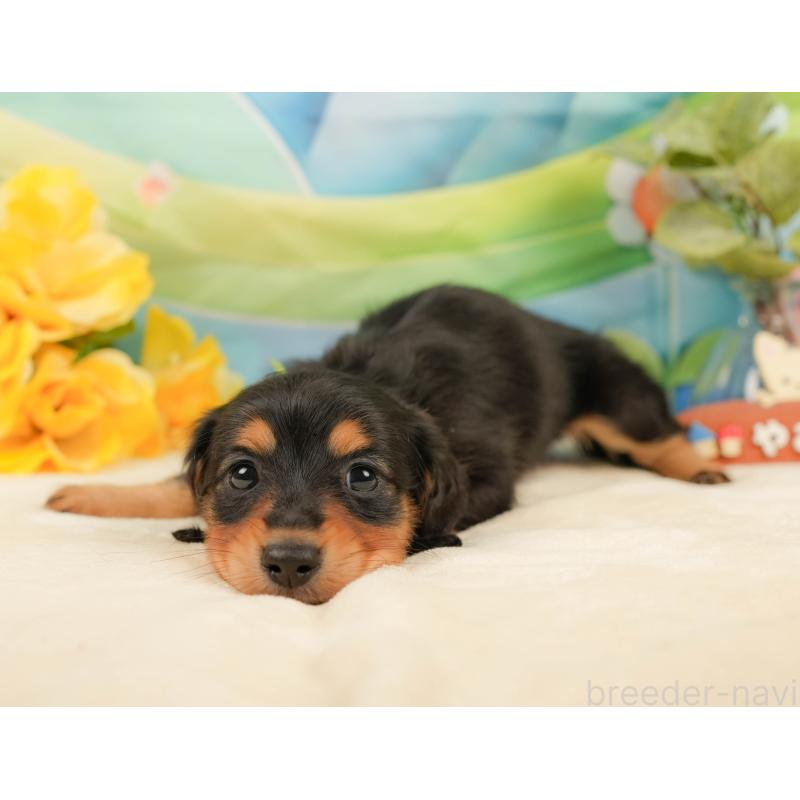 販売中の静岡県のミニチュアダックスフンド(ロングヘアード)-436096の7枚目