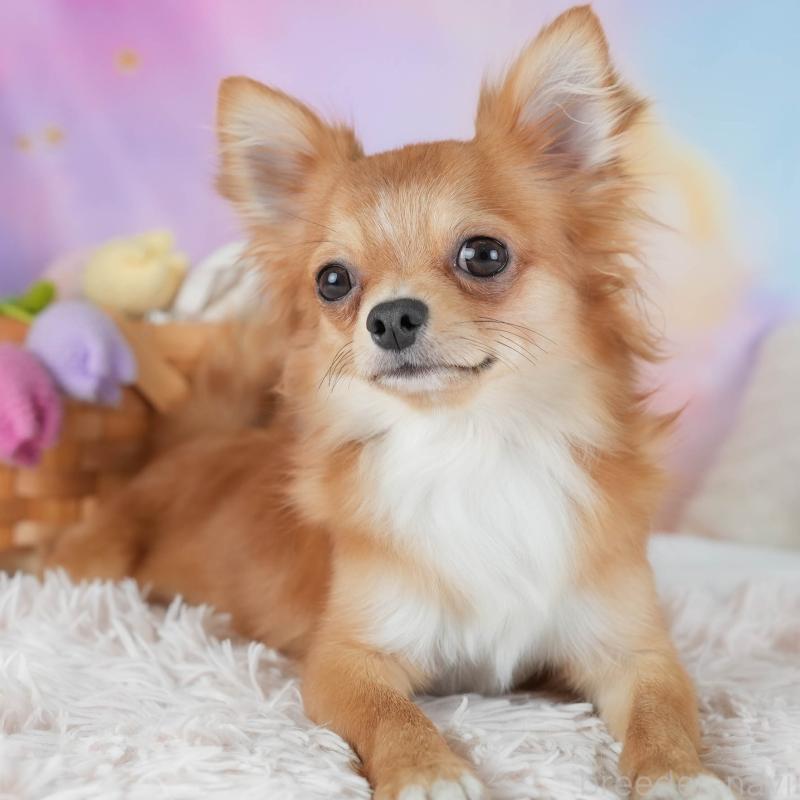 販売中の埼玉県のチワワ(ロングコート)-436375