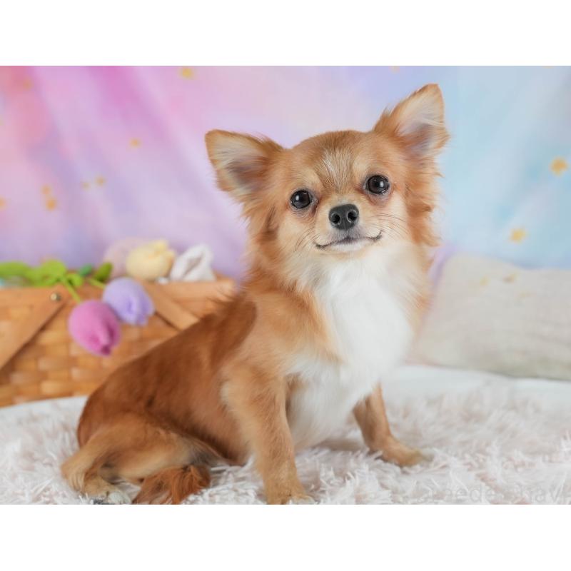 販売中の埼玉県のチワワ(ロングコート)-436375の11枚目