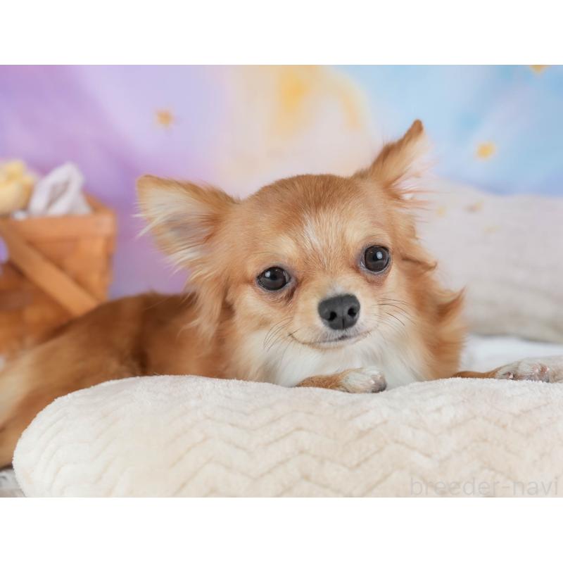 販売中の埼玉県のチワワ(ロングコート)-436375の10枚目