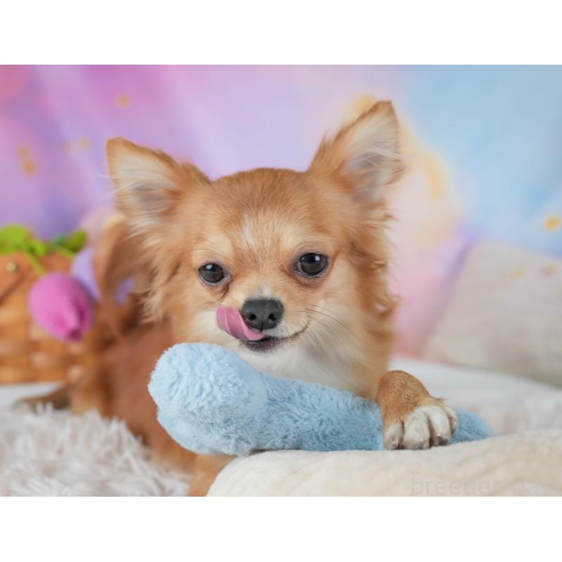 販売中の埼玉県のチワワ(ロングコート)-436375の9枚目