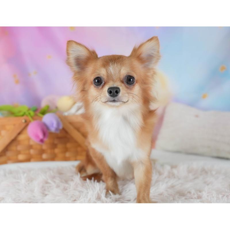 販売中の埼玉県のチワワ(ロングコート)-436375の8枚目