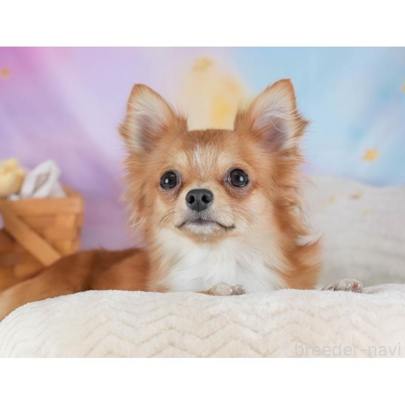 販売中の埼玉県のチワワ(ロングコート)-436375の7枚目