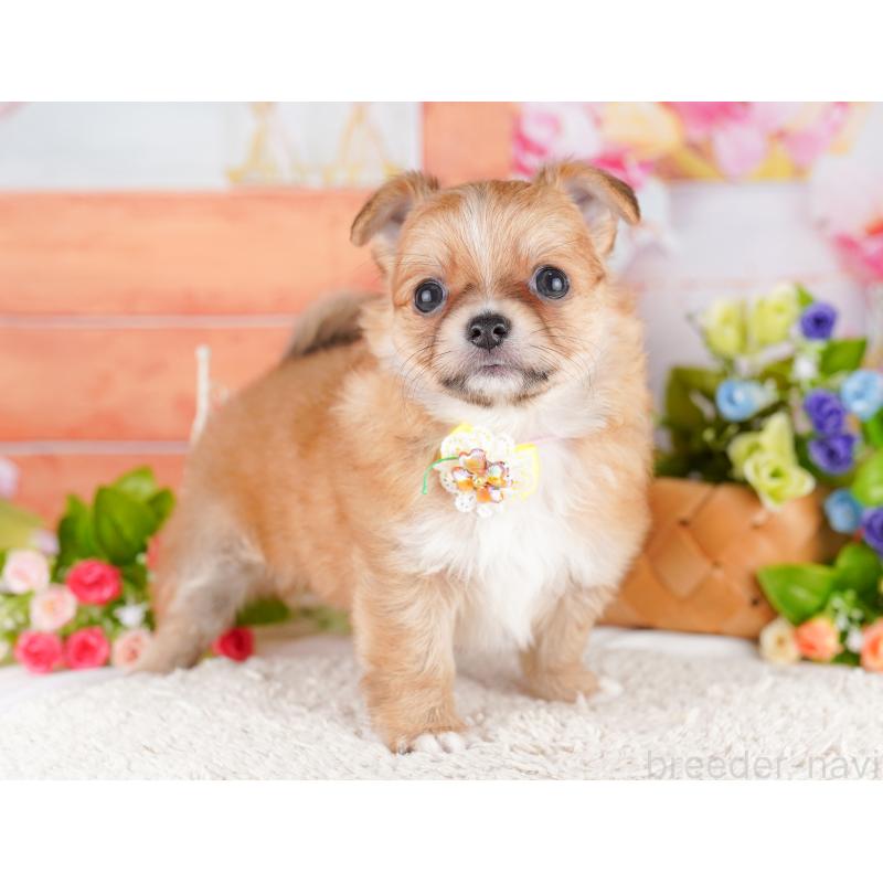 販売中の埼玉県のチワワ(ロングコート)-436375の6枚目