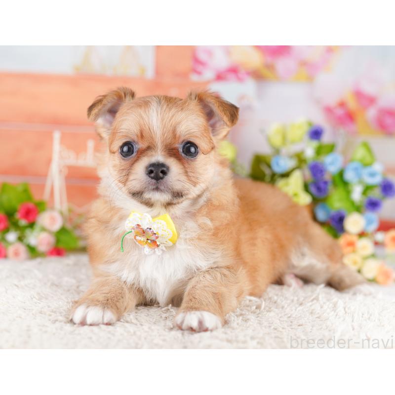 販売中の埼玉県のチワワ(ロングコート)-436375の5枚目