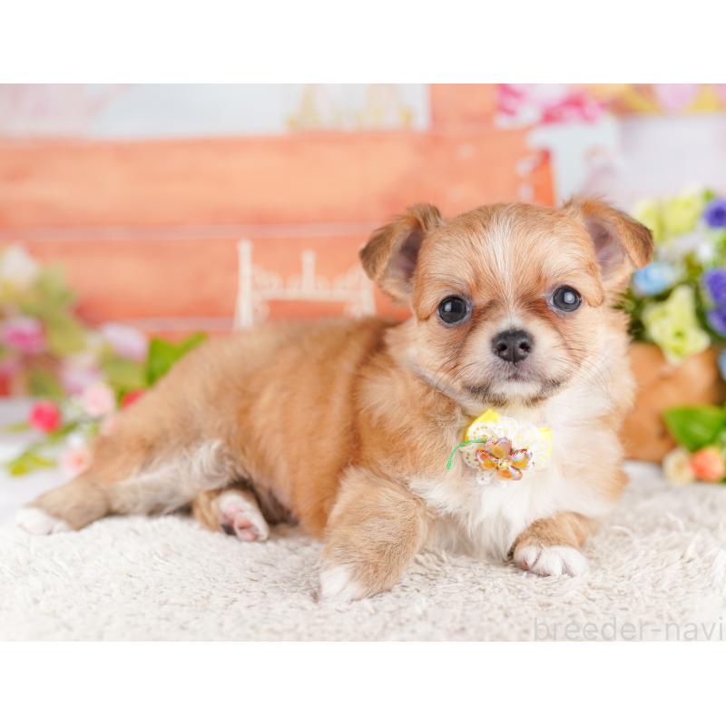 販売中の埼玉県のチワワ(ロングコート)-436375の4枚目