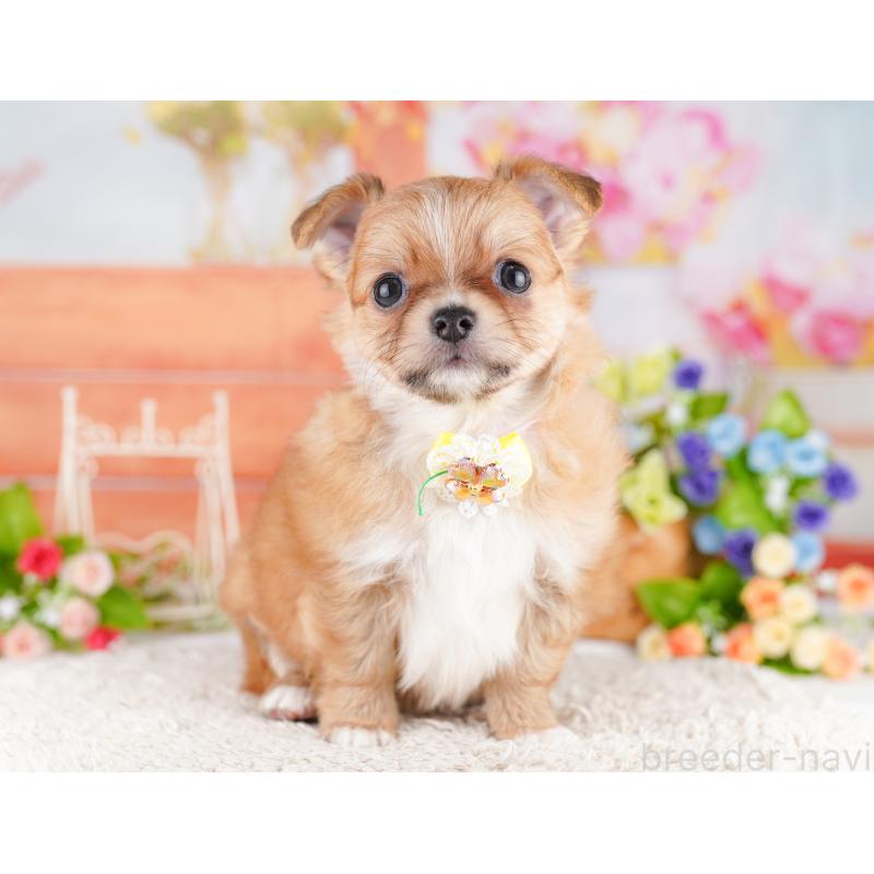 販売中の埼玉県のチワワ(ロングコート)-436375の3枚目