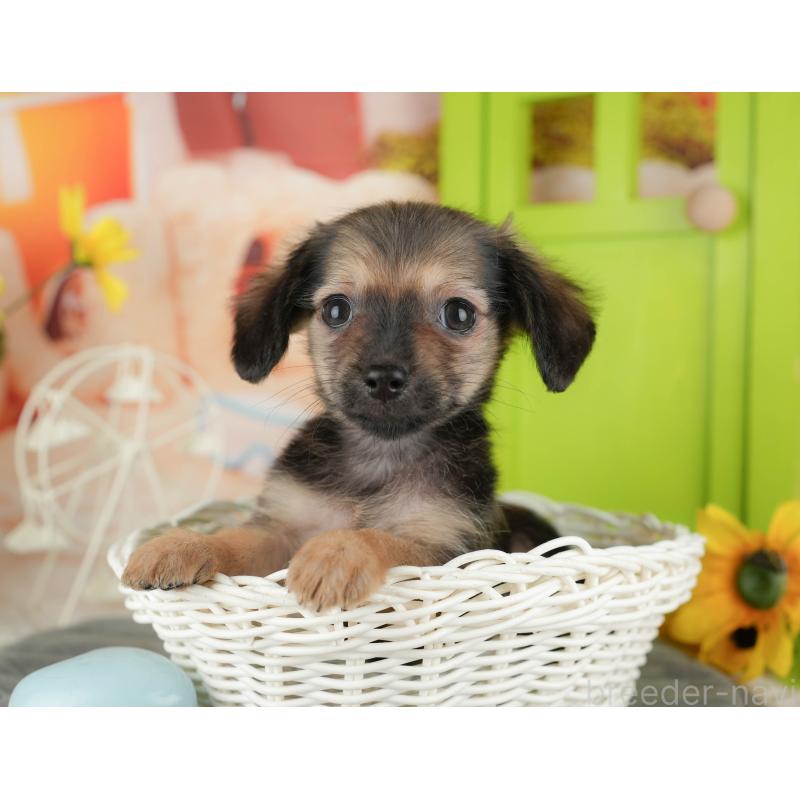 販売中の埼玉県のチワックス:チワワ×ミニチュアダックスフンド-436374の11枚目