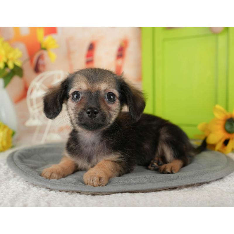 販売中の埼玉県のチワックス:チワワ×ミニチュアダックスフンド-436374の10枚目