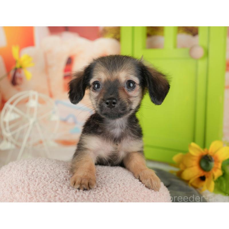 販売中の埼玉県のチワックス:チワワ×ミニチュアダックスフンド-436374の9枚目