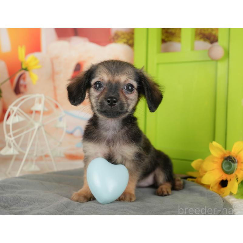 販売中の埼玉県のチワックス:チワワ×ミニチュアダックスフンド-436374の8枚目