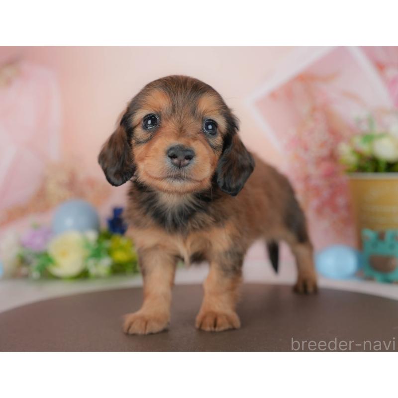 販売中の群馬県のミニチュアダックスフンド(ロングヘアード)-436156の5枚目