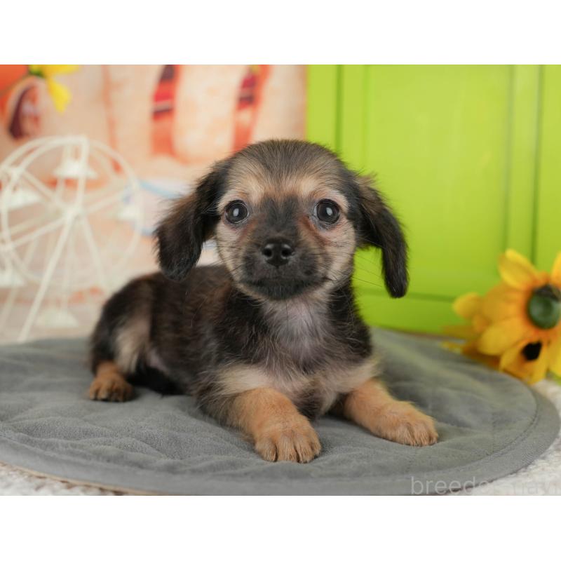 販売中の埼玉県のチワックス:チワワ×ミニチュアダックスフンド-436374の7枚目