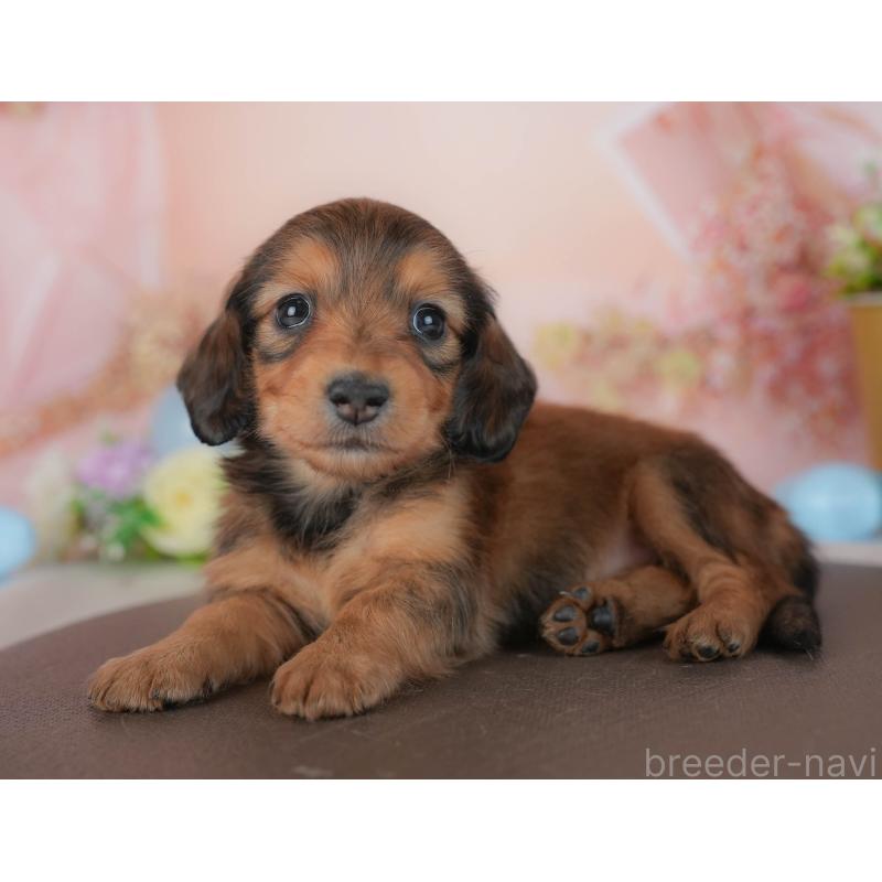 販売中の群馬県のミニチュアダックスフンド(ロングヘアード)-436156の4枚目