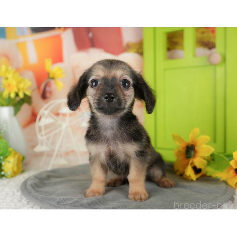 販売中の埼玉県のチワックス:チワワ×ミニチュアダックスフンド-436374の6枚目