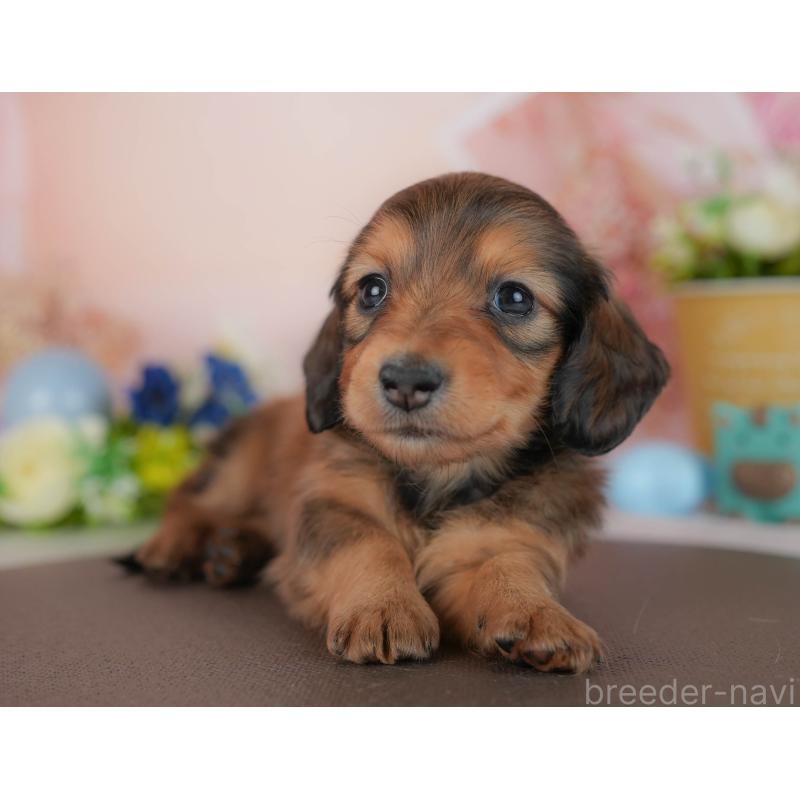 販売中の群馬県のミニチュアダックスフンド(ロングヘアード)-436156の3枚目