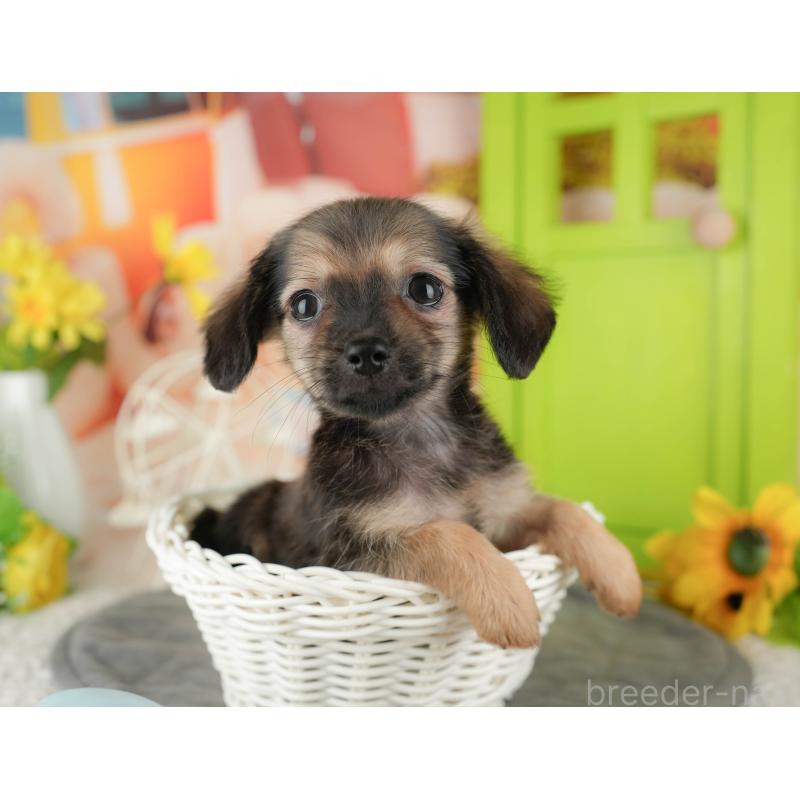 販売中の埼玉県のチワックス:チワワ×ミニチュアダックスフンド-436374の4枚目