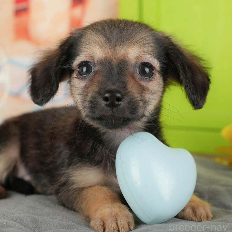 販売中の埼玉県のチワックス:チワワ×ミニチュアダックスフンド-436374の3枚目