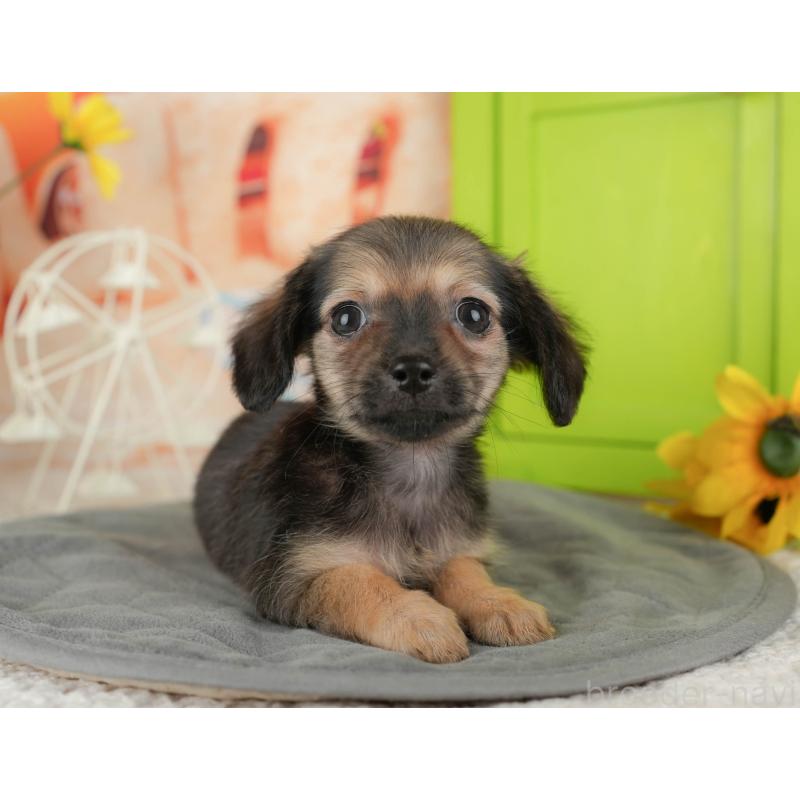 販売中の埼玉県のチワックス:チワワ×ミニチュアダックスフンド-436374の2枚目