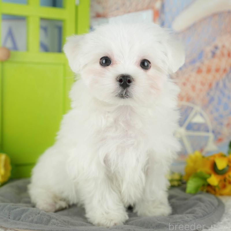 販売中の埼玉県のマルチーズ-436347の1枚目