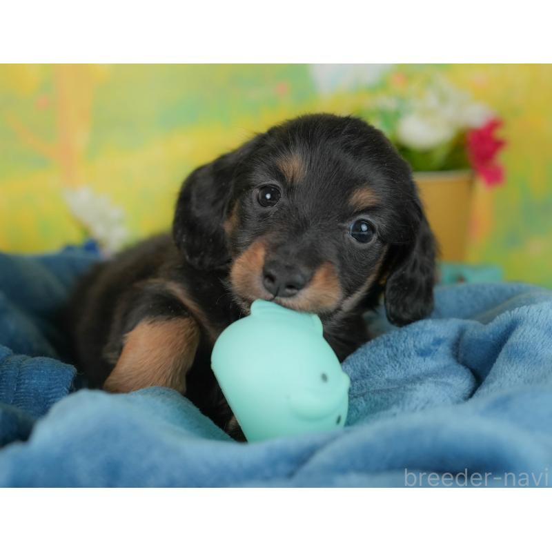 販売中の群馬県のミニチュアダックスフンド(ロングヘアード)-436155の6枚目