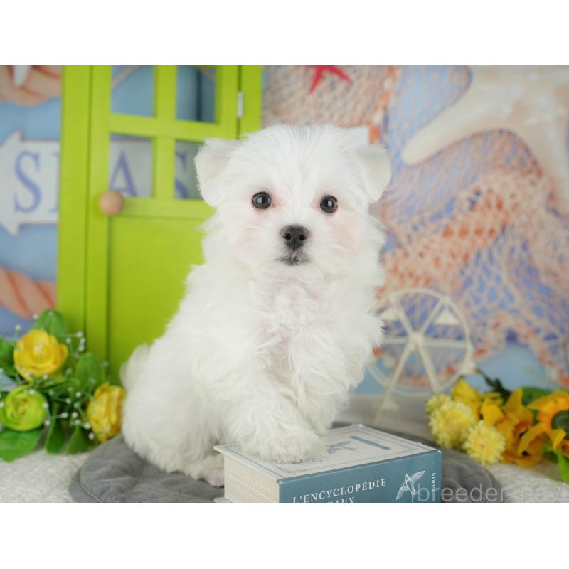 販売中の埼玉県のマルチーズ-436347の8枚目