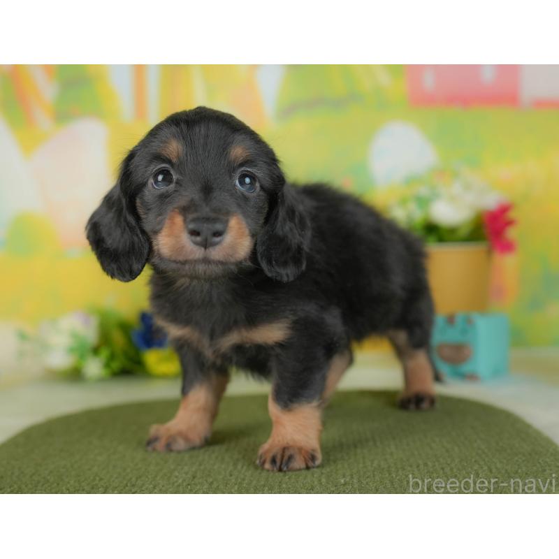 販売中の群馬県のミニチュアダックスフンド(ロングヘアード)-436155の5枚目