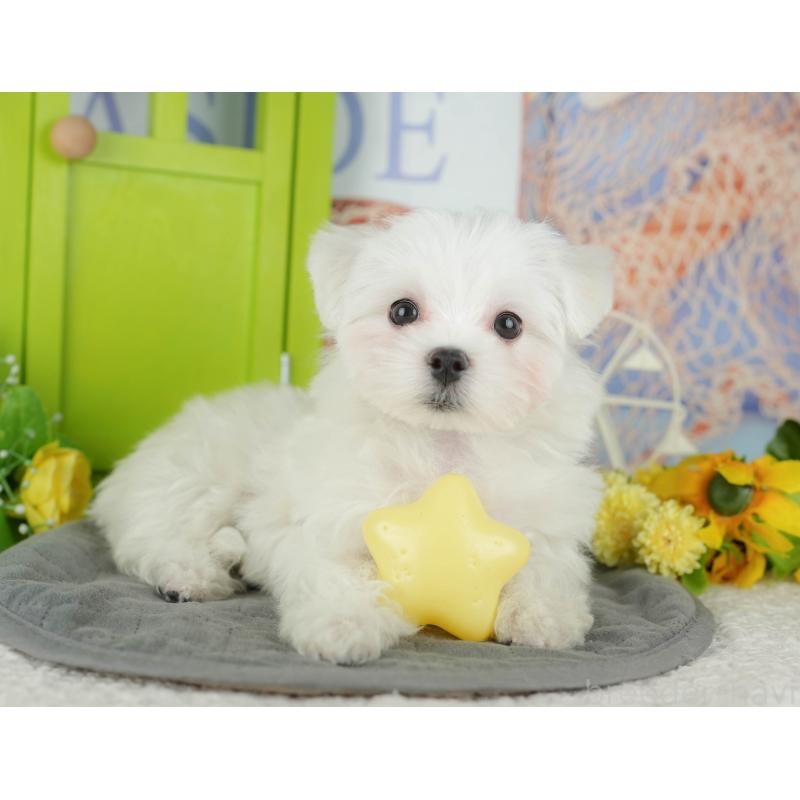 販売中の埼玉県のマルチーズ-436347の7枚目