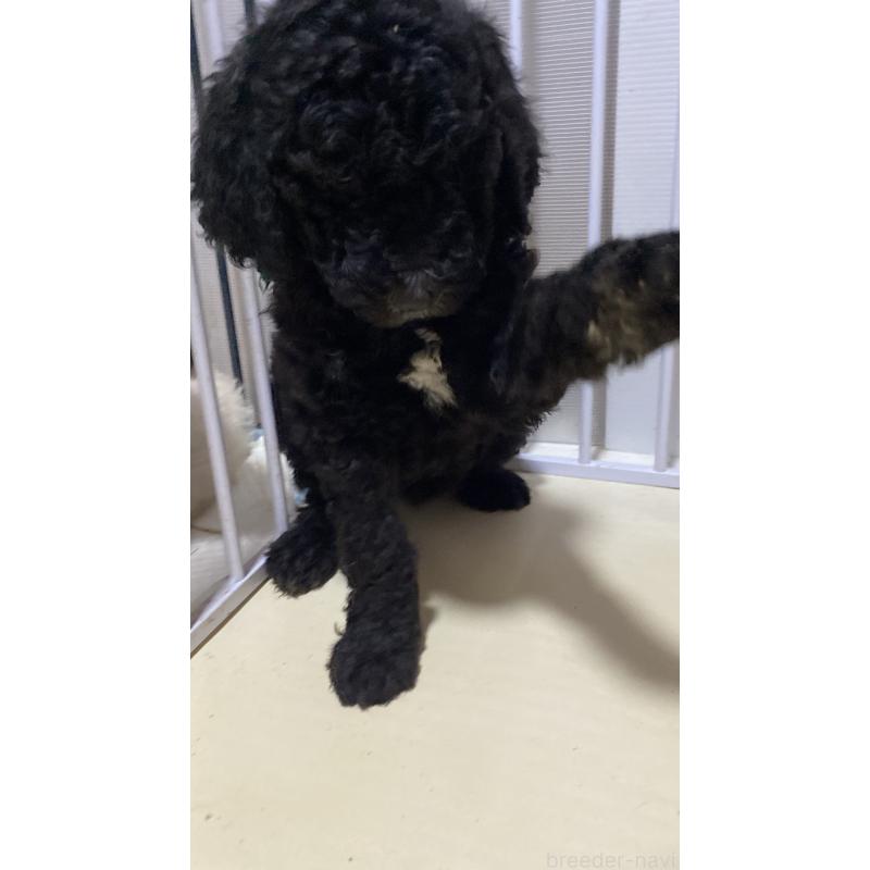 販売中の大阪府のゴールデンドゥードル:ゴールデンレトリーバー×プードル-436254