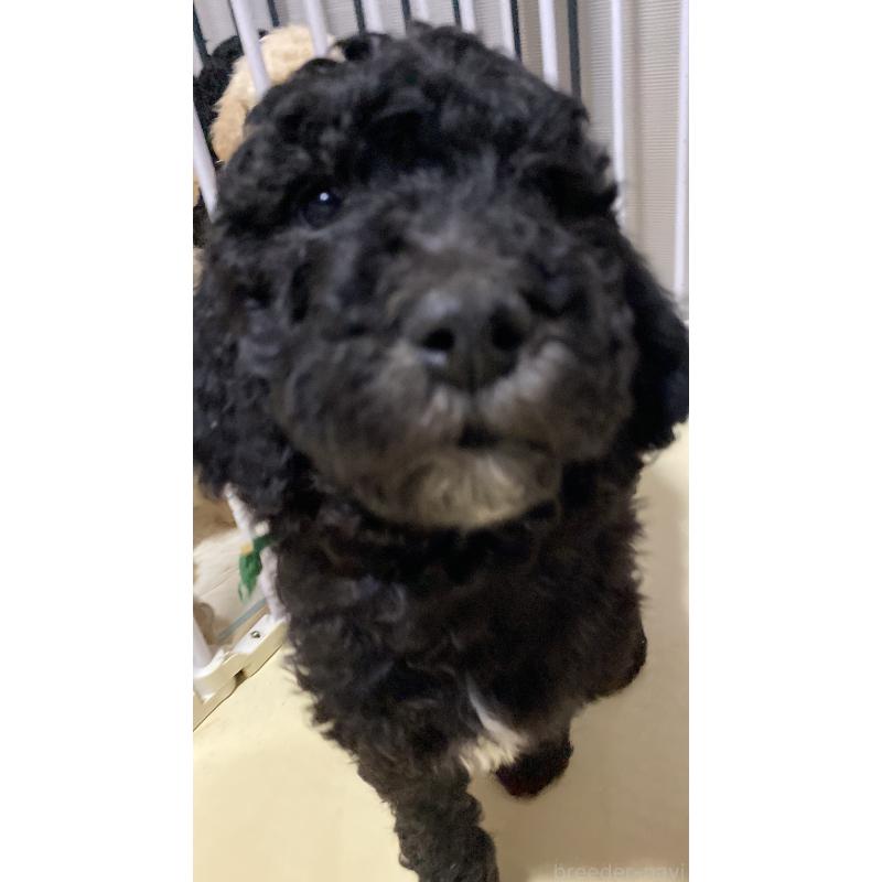 販売中の大阪府のゴールデンドゥードル:ゴールデンレトリーバー×プードル-436254の2枚目