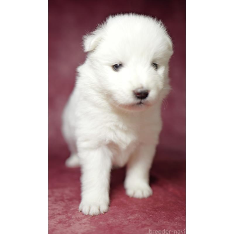 成約済の埼玉県のサモエド-433352の7枚目