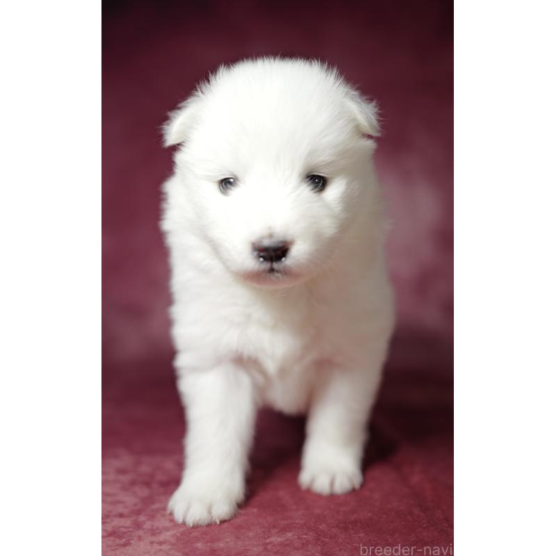 成約済の埼玉県のサモエド-433352の6枚目