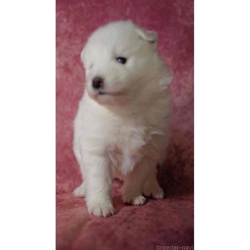 成約済の埼玉県のサモエド-433352の5枚目