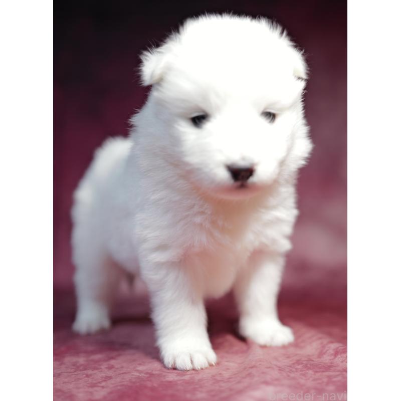 成約済の埼玉県のサモエド-433352の4枚目