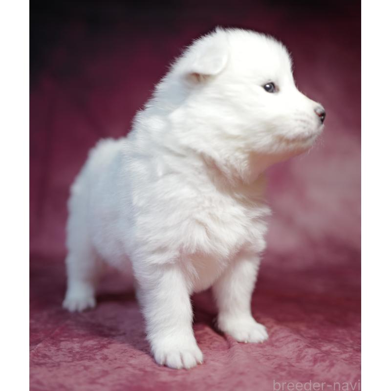 成約済の埼玉県のサモエド-433352の3枚目