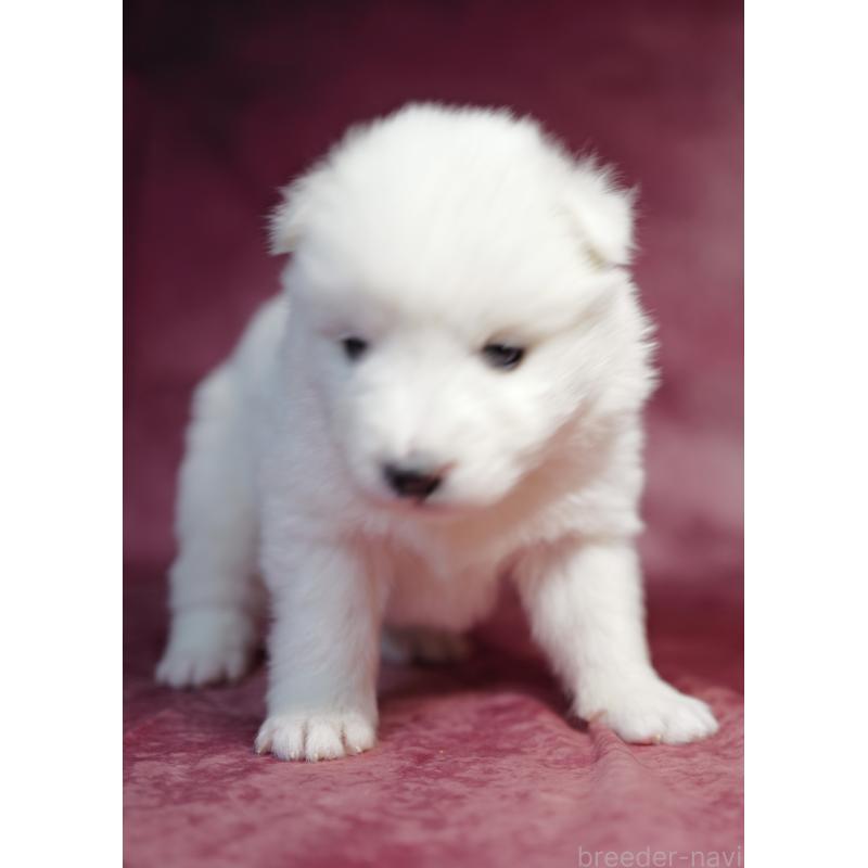 成約済の埼玉県のサモエド-433352の2枚目