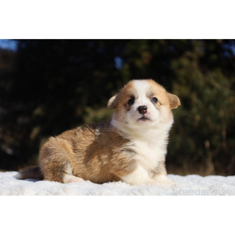 販売中の栃木県のウェルシュコーギーペンブローク-436258の8枚目