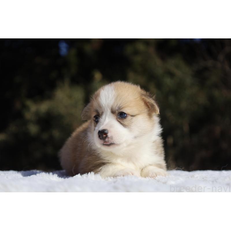 販売中の栃木県のウェルシュコーギーペンブローク-436258の7枚目