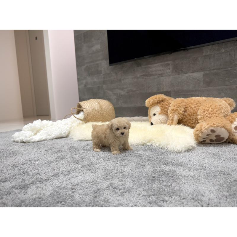 販売中の滋賀県のティーカッププードル-436257の7枚目