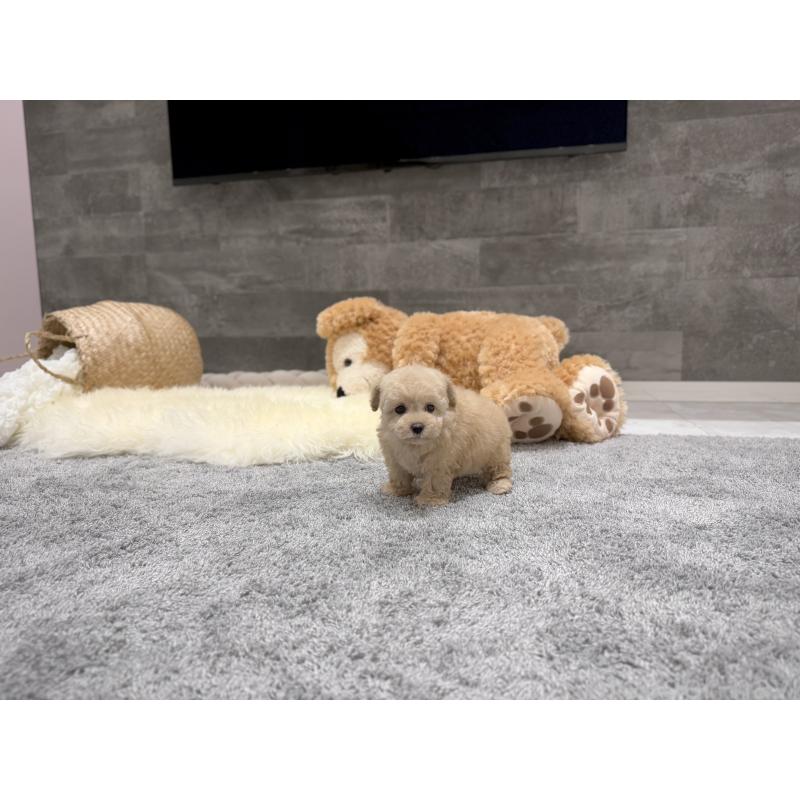 販売中の滋賀県のティーカッププードル-436257の6枚目