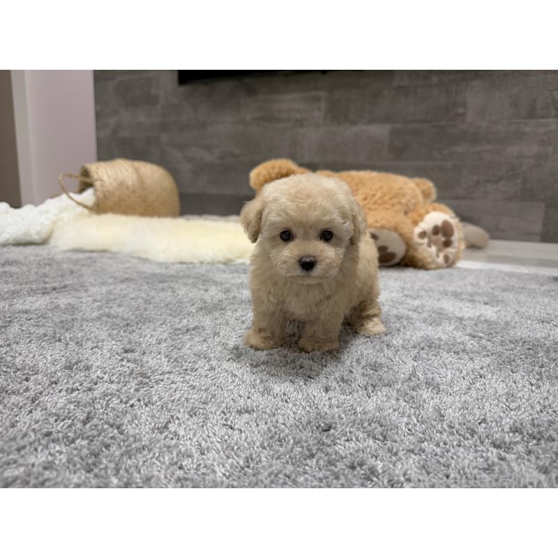 販売中の滋賀県のティーカッププードル-436257の5枚目